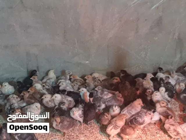 افراخ دجاج للبيع