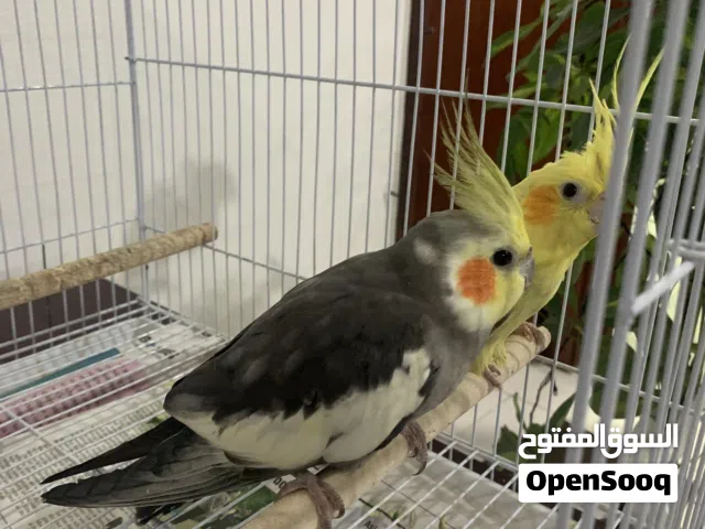 Breeding cocktail pair