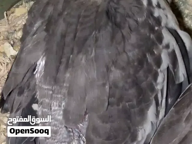 أقر الوصف ............ موجود فراخ الكوكتيل حبشي