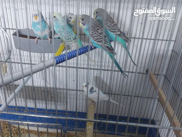 طيور حب خمس اجواز للبيع او للبدل على طيور روز