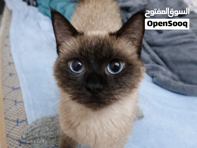 Category: Pets / Cats Breed: Siamese / Seal Point Gender: Female NAME IS Morocco