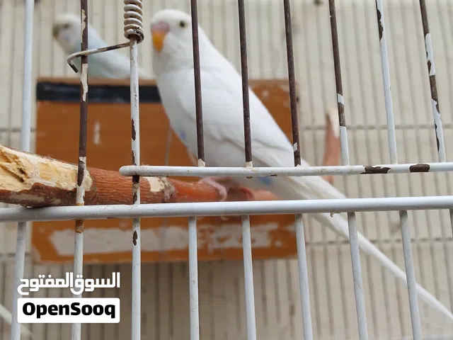 طيور حب ثلاث ذكور حب للبيع اول شغلهم