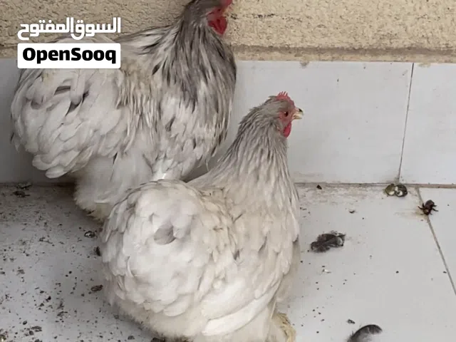 دجاج كوشن دجاج زينه سبلاش