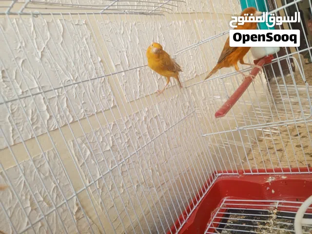 جوز كنار  مستوى ممتاااز نار بصلاه على النبي