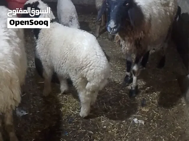 نعجات مطافيل اللبيع ثنين وراهن نثايه وحده وراها فحل