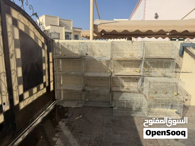 اقفاص حجم كبير شبه جديده