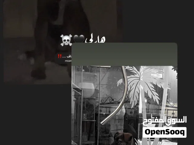 جرو ملينو بلجم للبيع 200