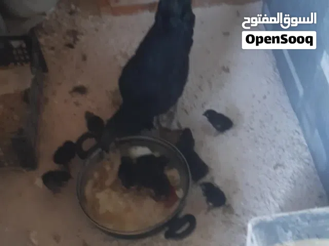 صيصان للبيع