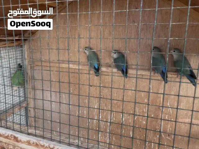 جوز روز في مصراتة