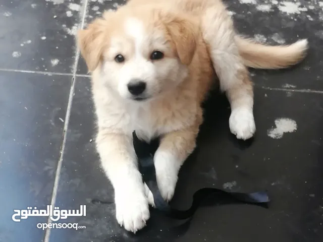 كلب جولدن ريتريفر للبيع