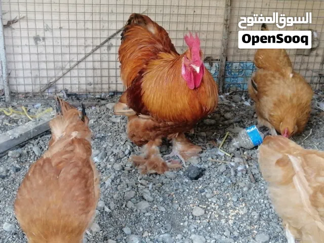 للبيع طقم واحد ديك و3دجاجات العدد 4