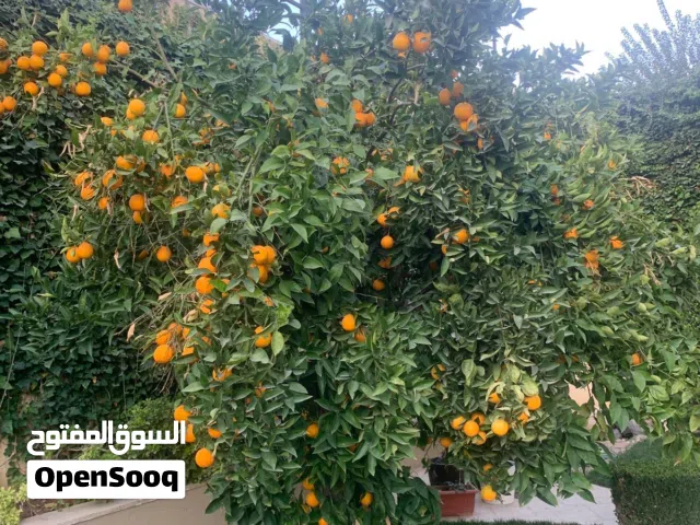 750 m2 4 Bedrooms Villa for Rent in Amman Dabouq