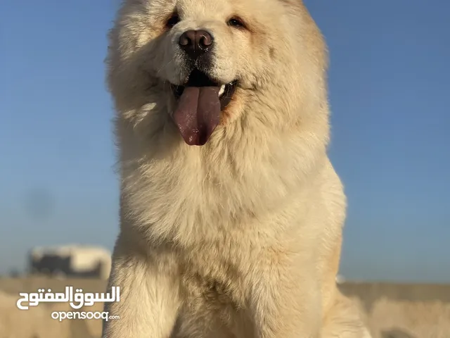 كلب تشاو تشاو