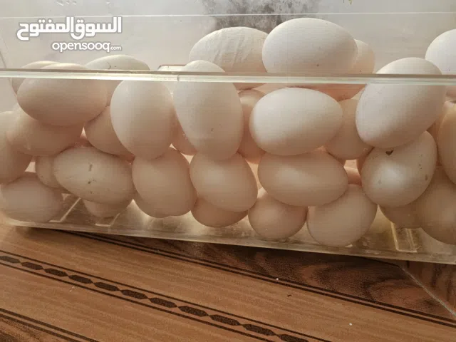 بيض عماني للبيع