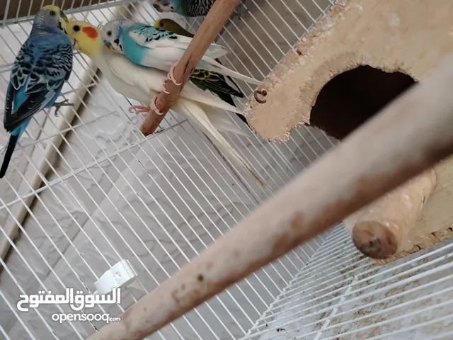 4ببغاءت بدجي و 1كوكتيل