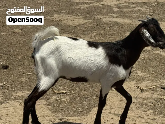 صخول البيع