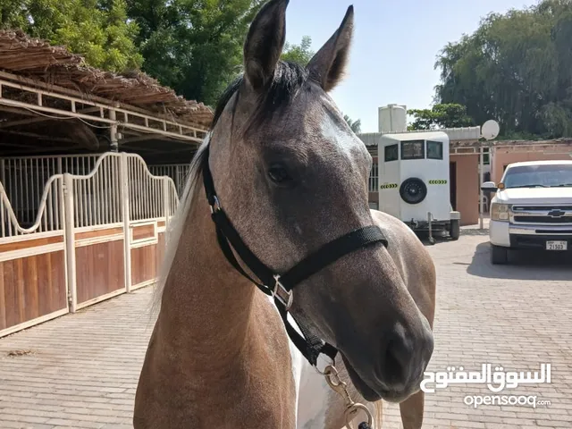 فرس للبيع بينتو