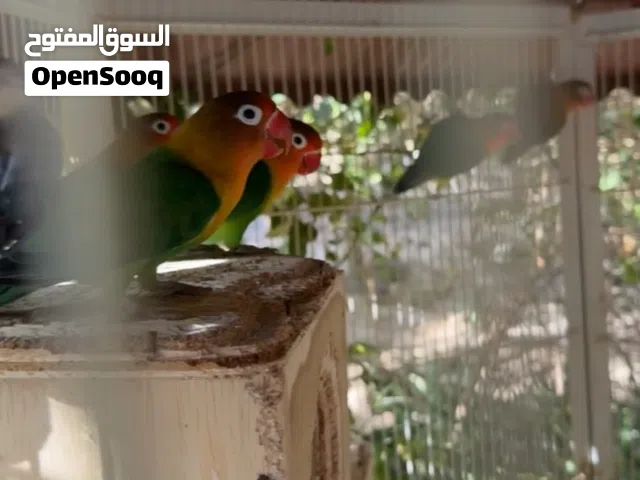 طيور فيشر مع قفص كبير جاهز