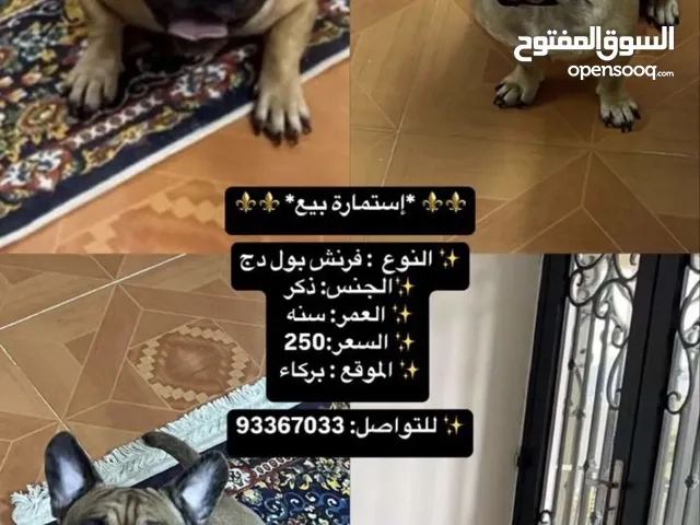 للبيع كلب فرنش بول دوج