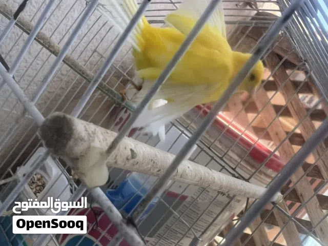 طير الاصفر للبيع