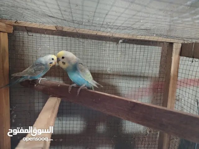 طيور حب رينبو وهوقو رومو للبيع