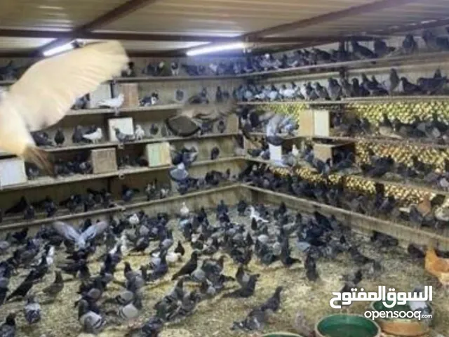 للبيع حمام دحل