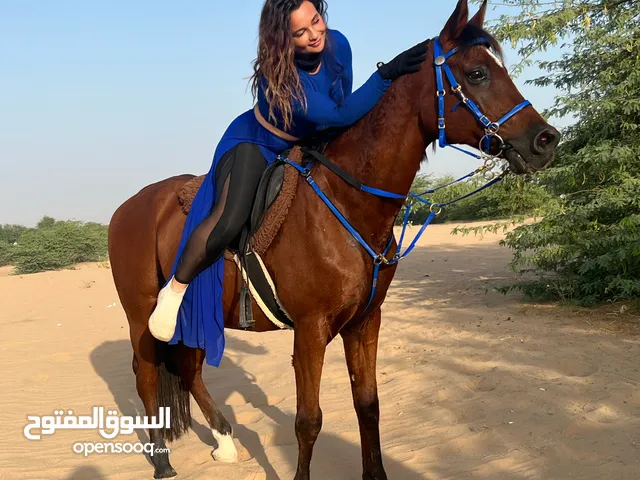 Lovely Arabian horse