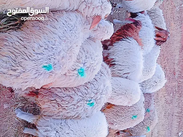 عبر للبيع مضحيات عدد 20
