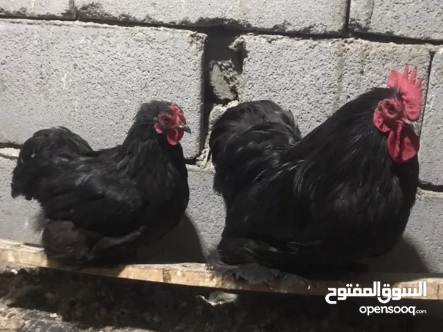 دجاج كوشن بلاك