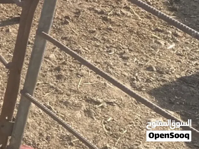 حليب ماعز يومي