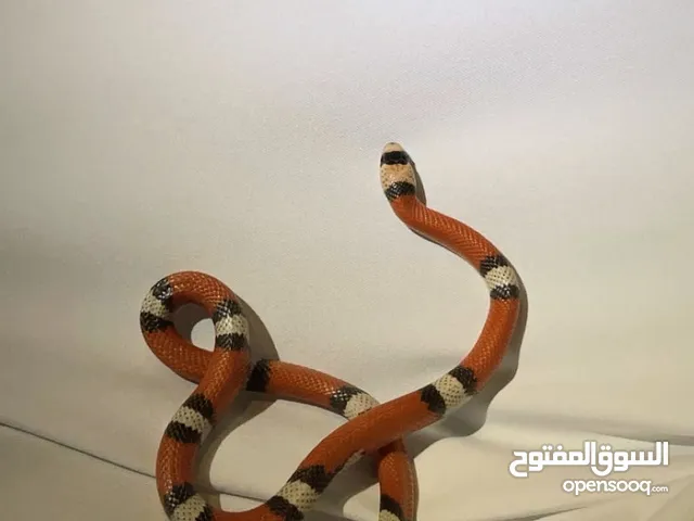 Milk snake / ثعبان الميلك اسنيك