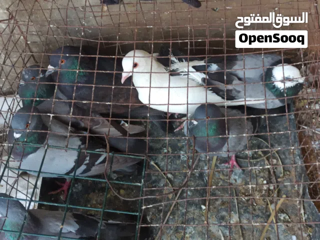 حمام عربي غليط للبيع