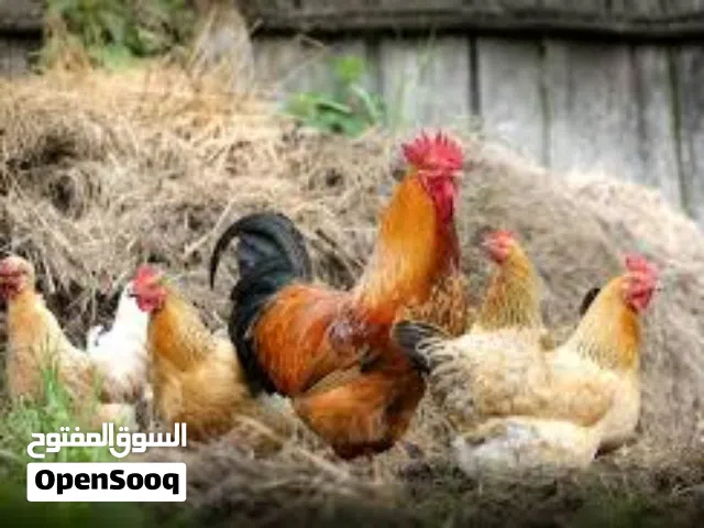 استشاري دواجن ميداني