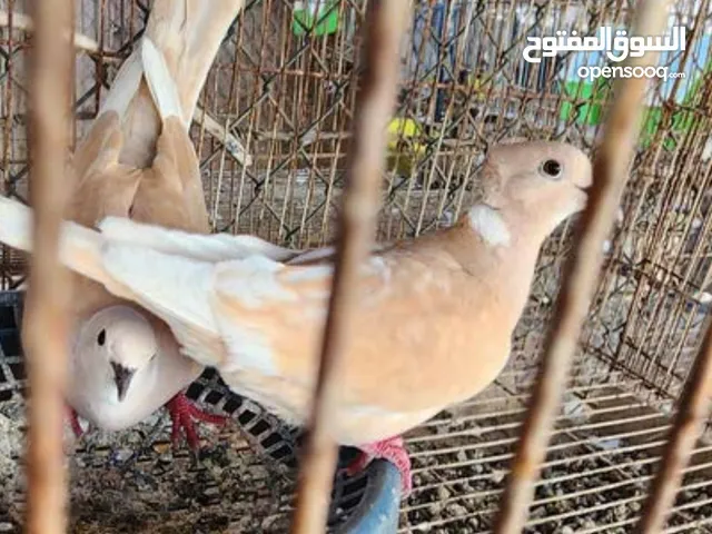 للبيع زوج عفاد