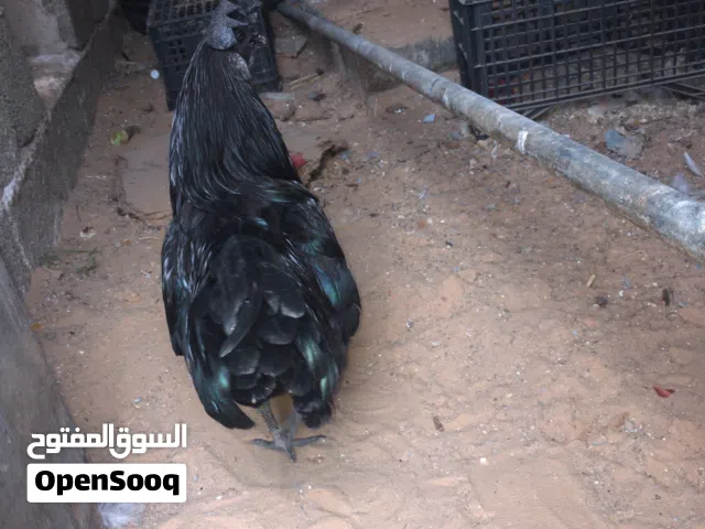 متوفر فلوس لمبرجيني واحد و فلوس براهمة واحد و فلوس رود واحد اقرا الوصف