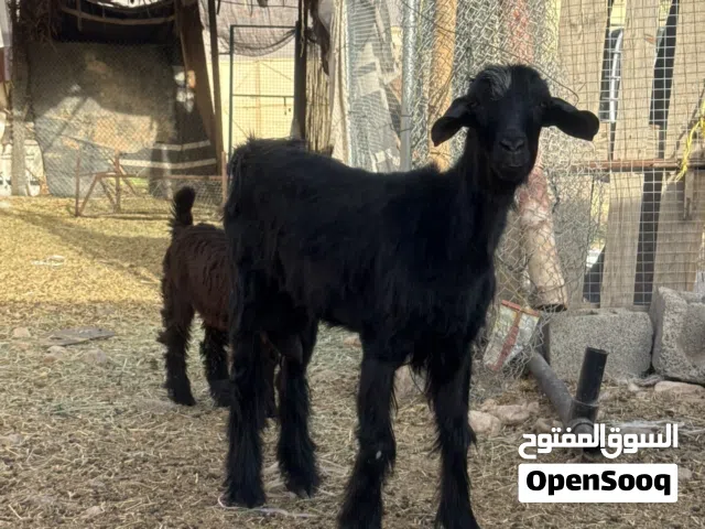 للبيع شاه من حلال الجمودي