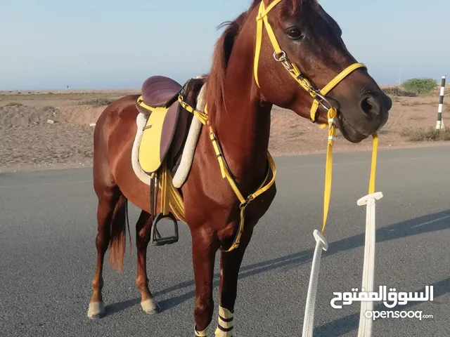 فحل عربي هادي