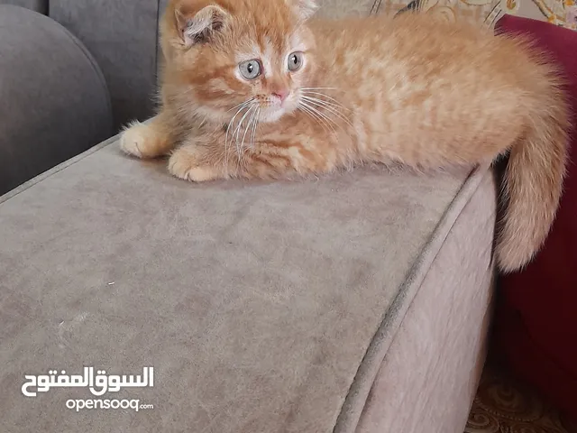 قطه سكوتش فولد اورنج عمر 65يوم نظيفه جدا وهادئه بتوكل من اكل البيت ومتعود على اللتر بوكس