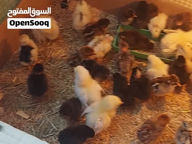 افراخ دجاج عرب وابو ركيبة ومكعكل
