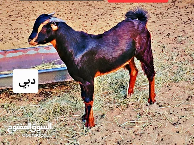 تيس حو من حلال الدار  900