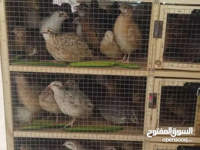 دجاج سمان وبيض سمان