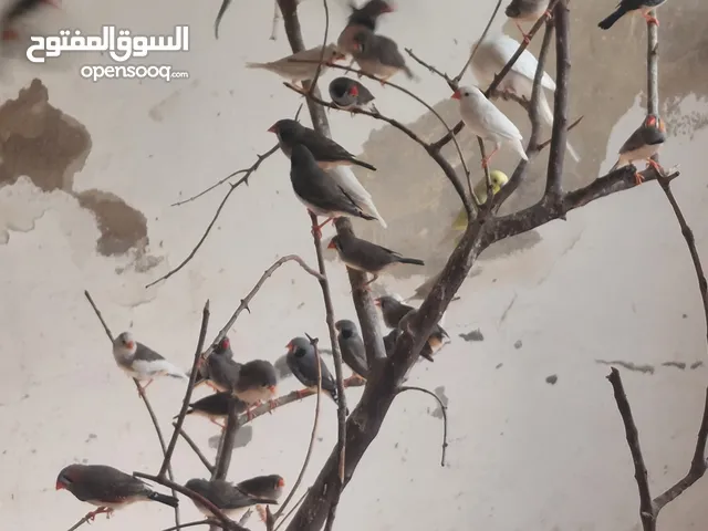 جواز حب نخب طفرات ريمبو