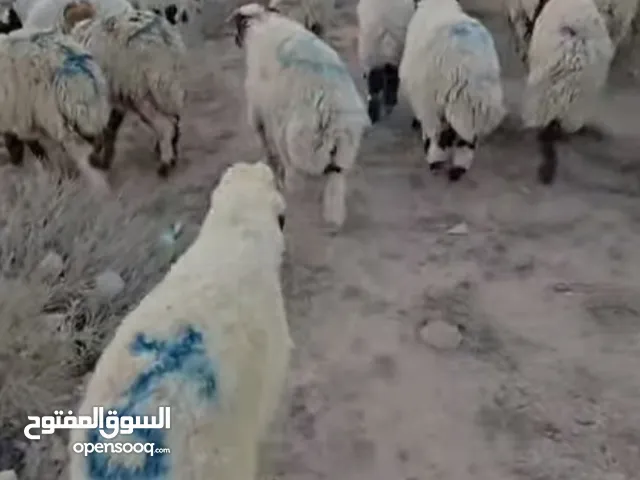 طليان البيع نثايه وفحله موجود خير من الله البيع مفرد جمله اي واحد يريد اضحيه وحده ثنين عادي ابيع