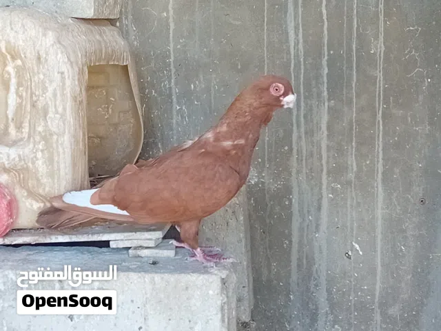 حمام 13 حبه على ليرتين