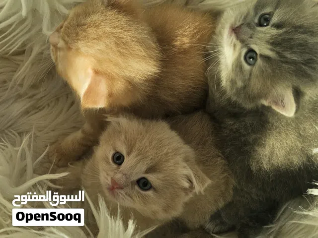 kittens للبيع scotch fold