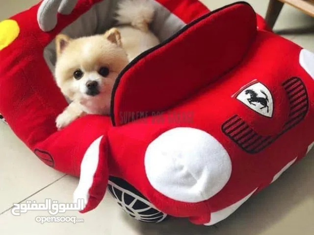 بيت حيوانات صغيرة فاخر luxurious pet
