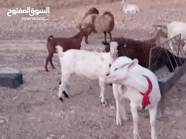 ماعز البينو وسانين