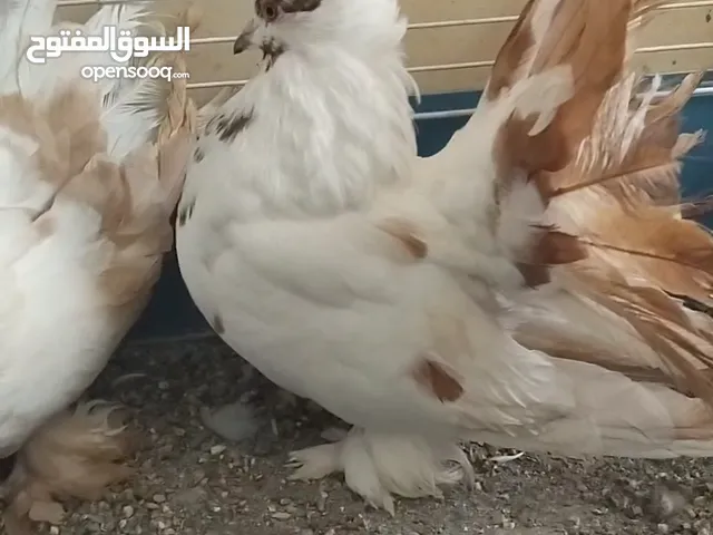 حمام شمسي أمريكي