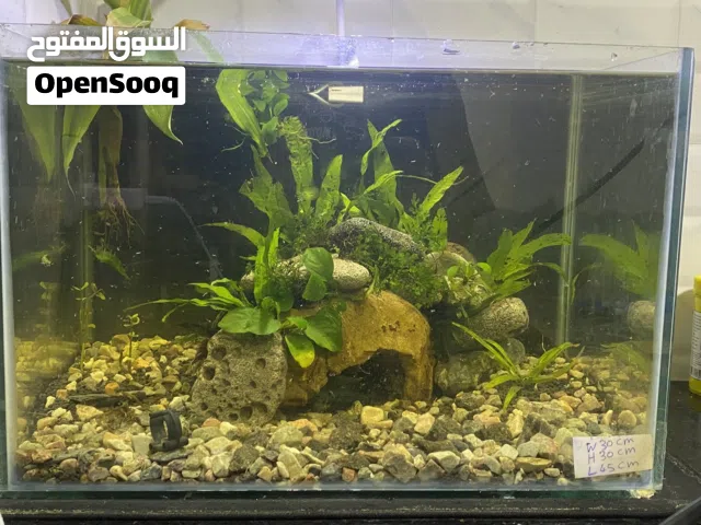 Fish tank حوض سمك