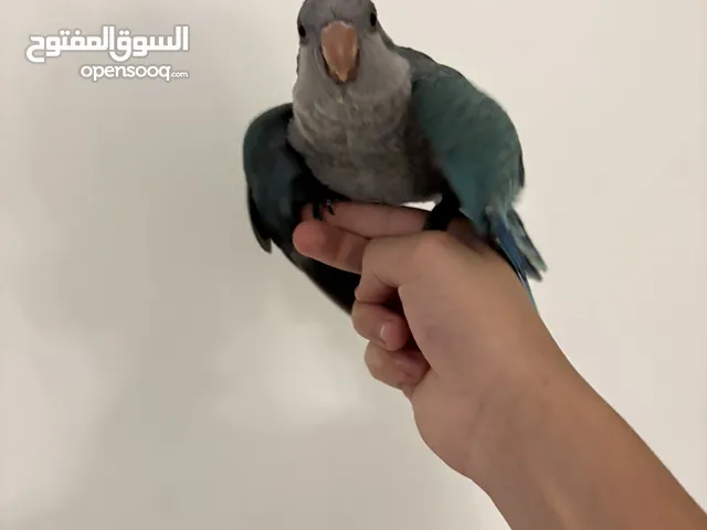  فرخ ببغاء كويكر ترويض الله يبارك أشبه الفيديو